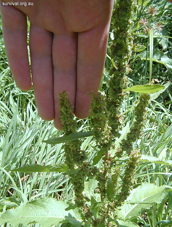 Bush Tucker Plant Quiz, Question 10 - Can you identify this plant?