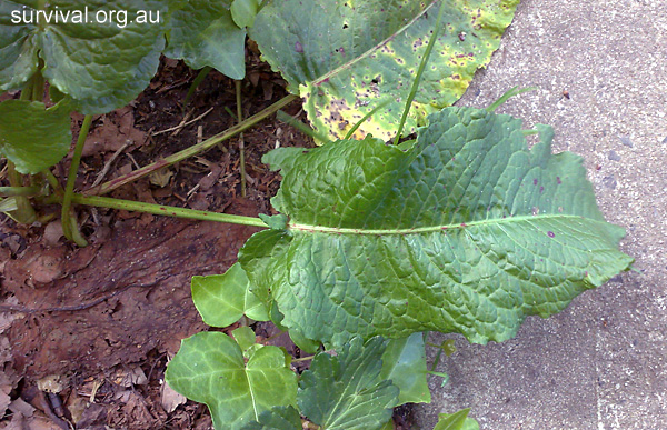 Rumex obtusifolius - Broad-leaf Dock Rumex obtusifolius - Broad-leaf Dock