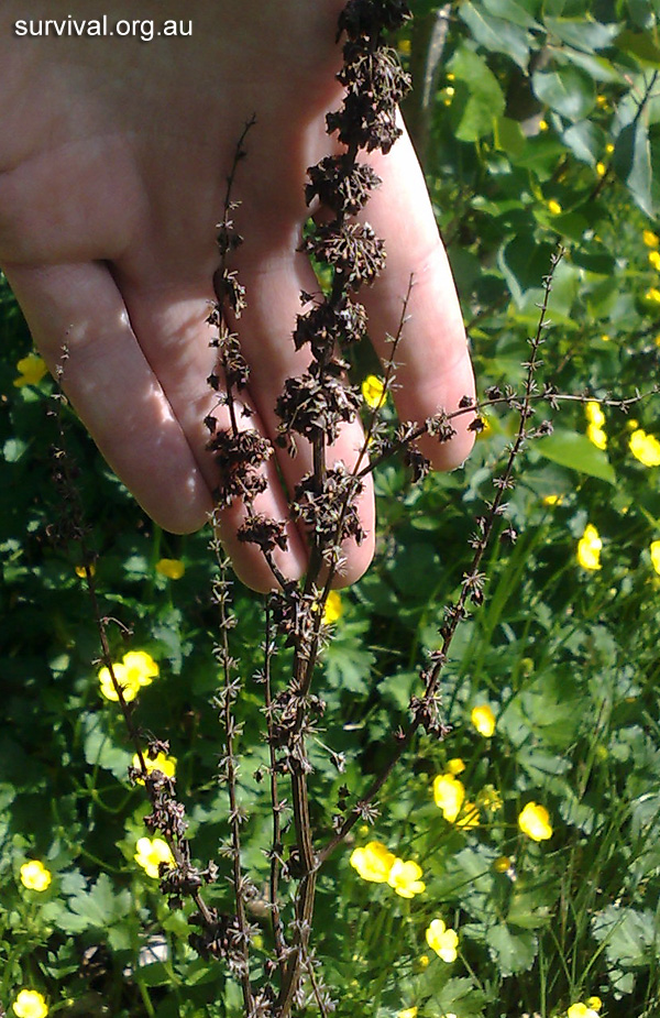 Rumex obtusifolius - Broad-leaf Dock Rumex obtusifolius - Broad-leaf Dock