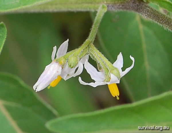 Solanum Chenopodioides - Whitetip Nightshade - Edible Weeds and Bush Tucker Plant Foods Solanum Chenopodioides - Whitetip Nightshade - Edible Weeds and Bush Tucker Plant Foods
