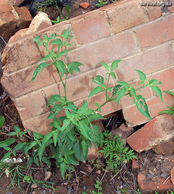 Solanum Chenopodioides - Whitetip Nightshade - Edible Weeds and Bush Tucker Plant Foods Solanum Chenopodioides - Whitetip Nightshade - Edible Weeds and Bush Tucker Plant Foods