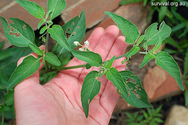 Solanum Chenopodioides - Whitetip Nightshade - Edible Weeds and Bush Tucker Plant Foods Solanum Chenopodioides - Whitetip Nightshade - Edible Weeds and Bush Tucker Plant Foods
