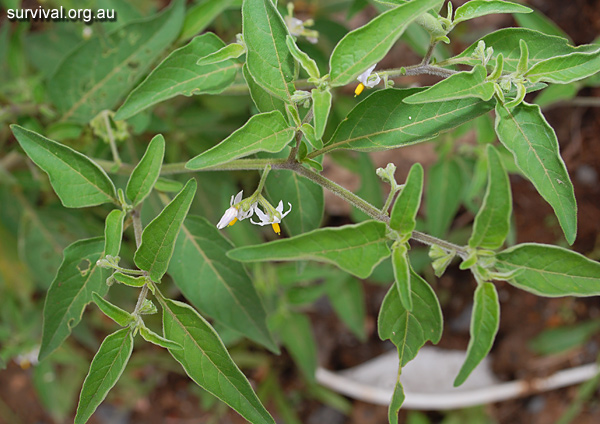 Solanum Chenopodioides - Whitetip Nightshade - Edible Weeds and Bush Tucker Plant Foods Solanum Chenopodioides - Whitetip Nightshade - Edible Weeds and Bush Tucker Plant Foods
