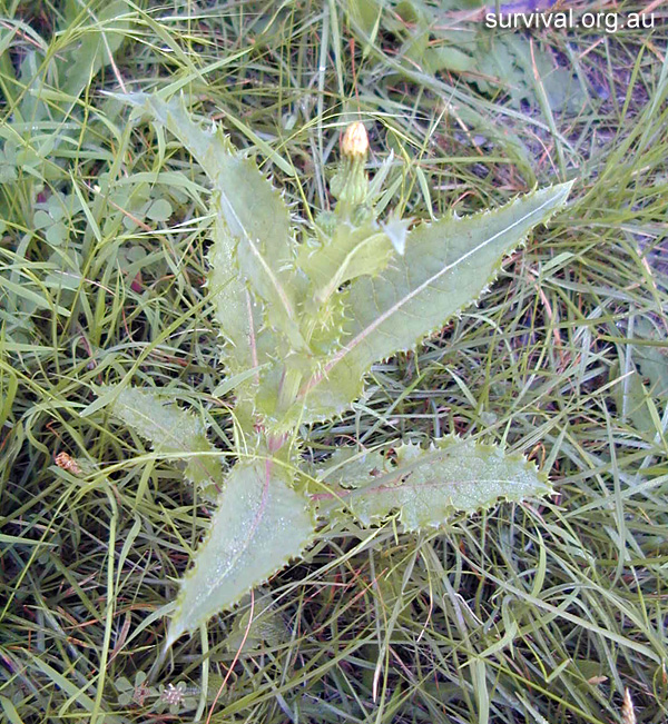 Sonchus asper - Prickly Sowthistle - Bush Tucker Plant Foods Sonchus asper - Prickly Sowthistle - Bush Tucker Plant Foods