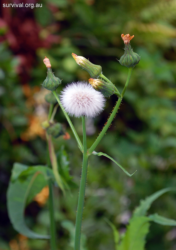 Sonchus asper - Prickly Sowthistle - Bush Tucker Plant Foods Sonchus asper - Prickly Sowthistle - Bush Tucker Plant Foods