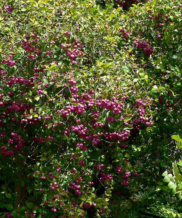 Syzygium smithii - Acmena smithii - Common Lilly Pilly Syzygium smithii - Acmena smithii - Common Lilly Pilly