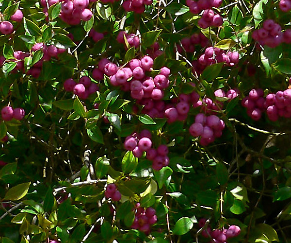 Syzygium smithii - Acmena smithii - Common Lilly Pilly Syzygium smithii - Acmena smithii - Common Lilly Pilly