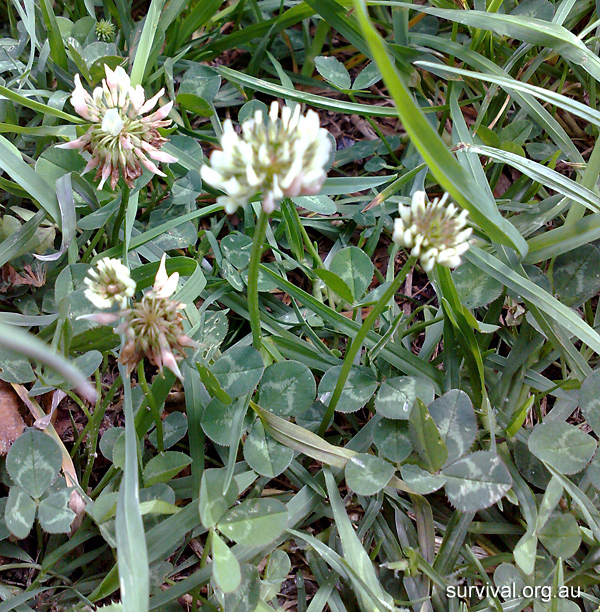 Trifolium - Clover - Bush Tucker Plant Foods Trifolium - Clover - Bush Tucker Plant Foods
