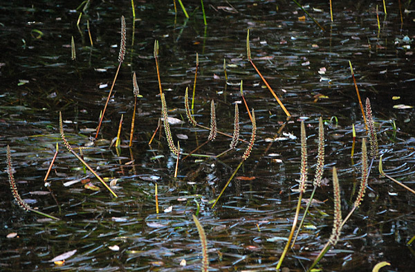 Triglochin - Water Ribbons - Flowering Triglochin - Water Ribbons - Flowering