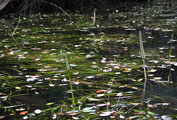 Triglochin - Water Ribbons - Habit Triglochin - Water Ribbons - Habit