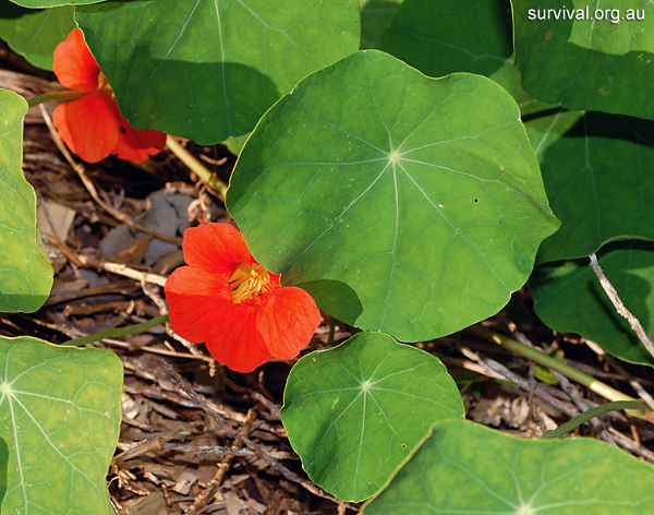 Tropaeolum majus - Garden Nasturtium - Edible Weeds and Bush Tucker Plant Foods Tropaeolum majus - Garden Nasturtium - Edible Weeds and Bush Tucker Plant Foods
