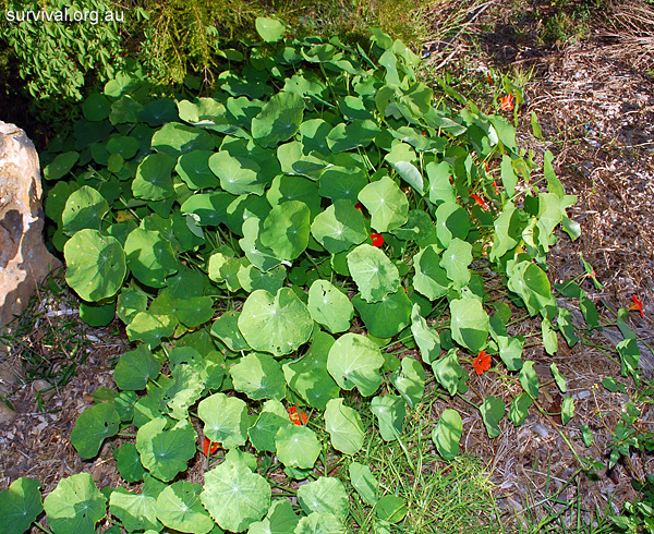 Tropaeolum majus - Garden Nasturtium - Edible Weeds and Bush Tucker Plant Foods Tropaeolum majus - Garden Nasturtium - Edible Weeds and Bush Tucker Plant Foods