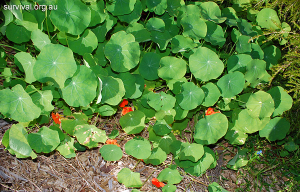 Tropaeolum majus - Garden Nasturtium - Edible Weeds and Bush Tucker Plant Foods Tropaeolum majus - Garden Nasturtium - Edible Weeds and Bush Tucker Plant Foods