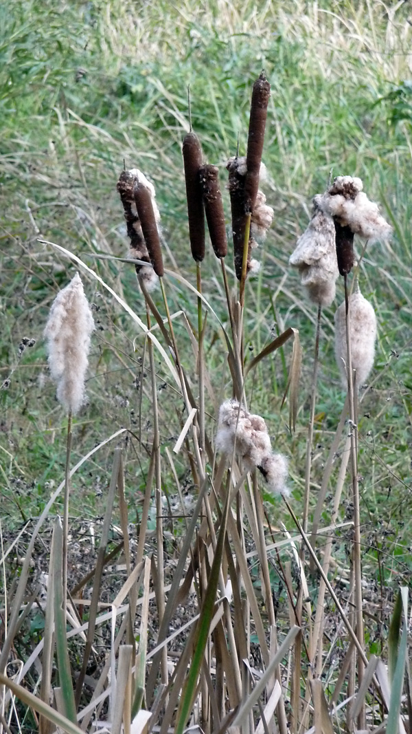 Typha - Bulrush / Cattails Typha - Bulrush / Cattails