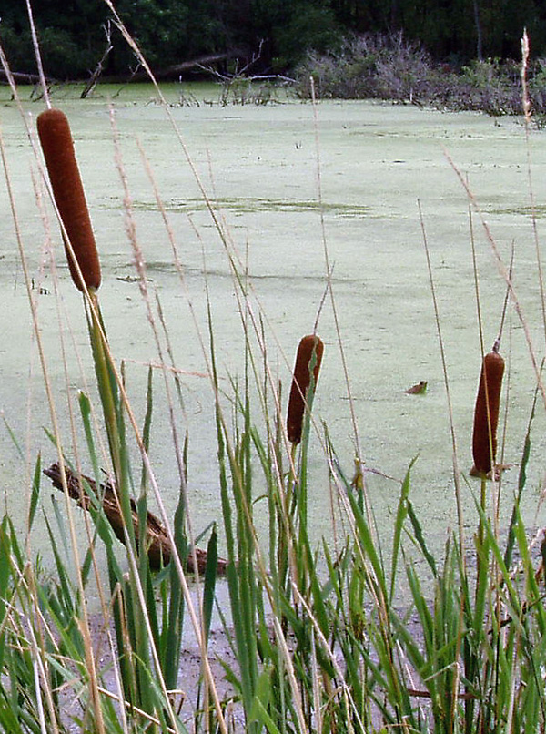 Typha - Bulrush / Cattails Typha - Bulrush / Cattails