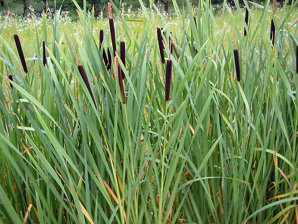 Typha latifolia - Bulrush / Cattails Typha latifolia - Bulrush / Cattails