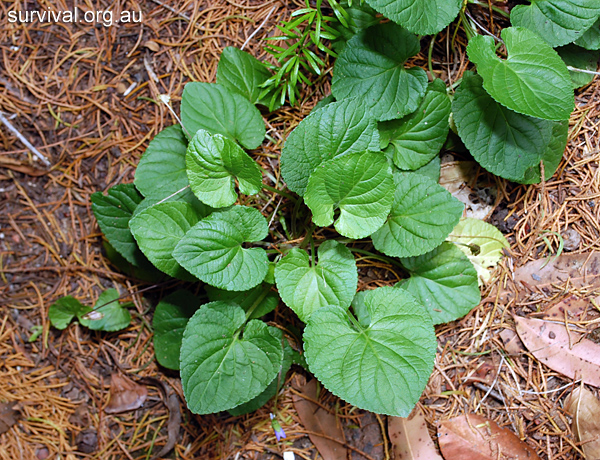 Viola odorata - Sweet Violet - Edible Weeds and Bush Tucker Plant Foods Viola odorata - Sweet Violet - Edible Weeds and Bush Tucker Plant Foods