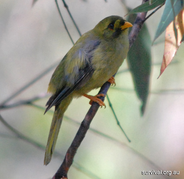 Australian Bird Quiz, Question 4 - Can you identify this bird?