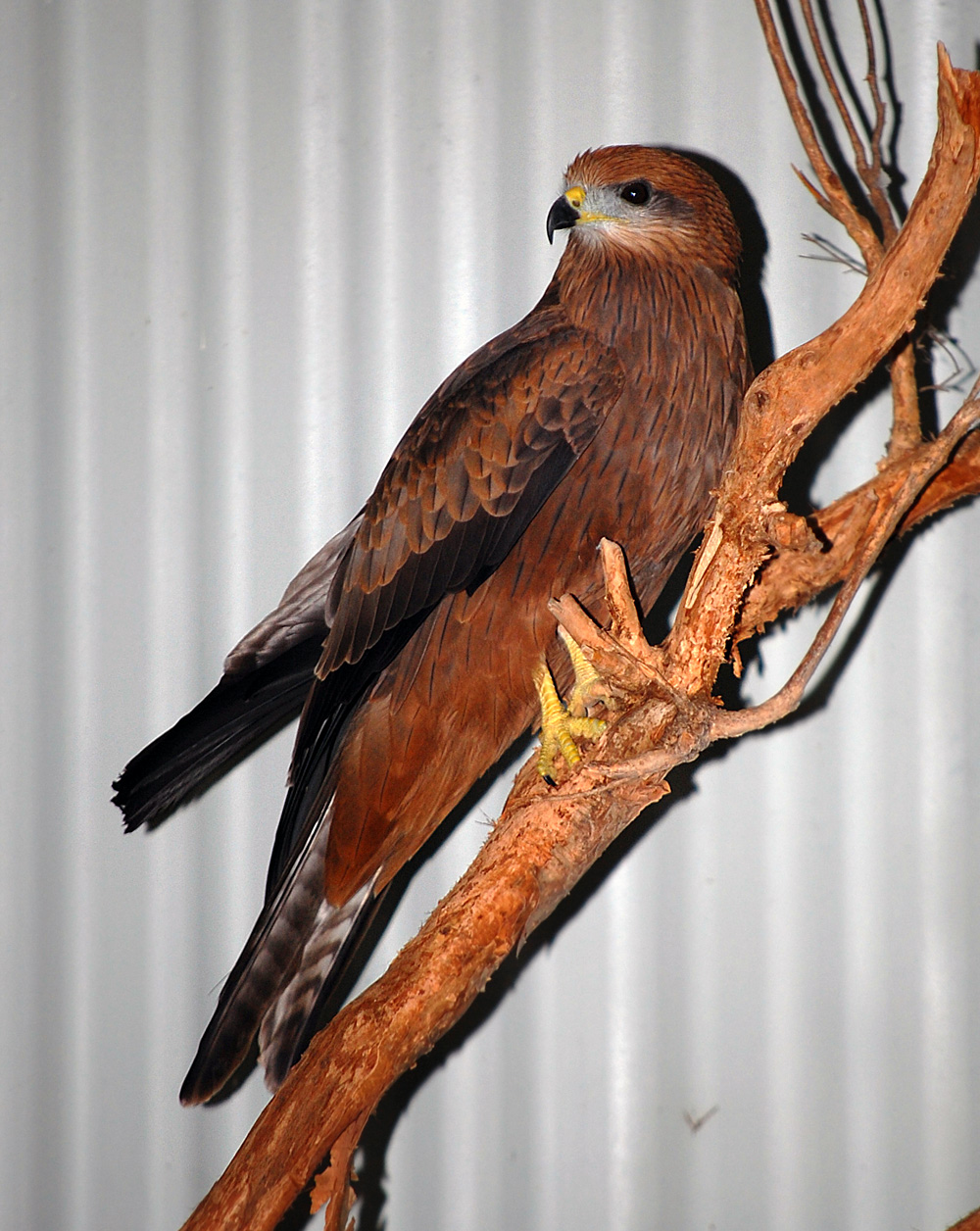 Australian Bird Quiz, Question 1 - Can you identify this bird?