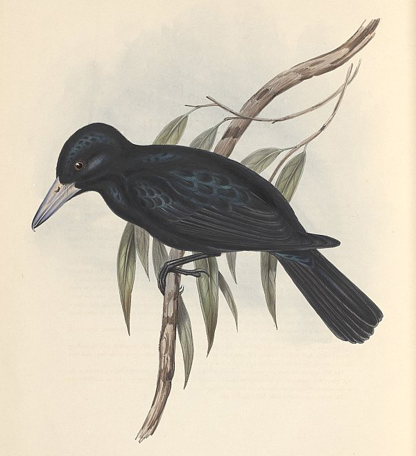 Australian Bird Quiz, Question 10 - Can you identify this bird?