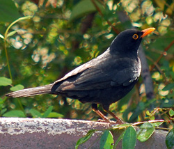 Bird Identification of Australian Birds - Sydney and Blue Mountains Bird Species - Common Blackbird - Turdus merula