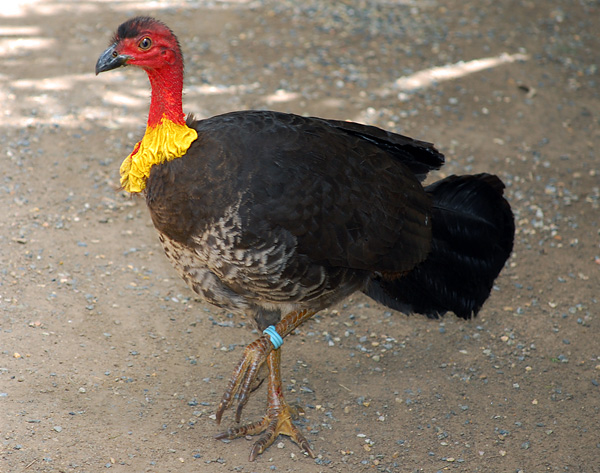 Australian Bird Quiz, Question 6 - Can you identify this bird?