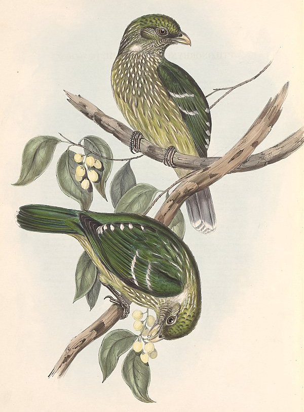 Australian Bird Quiz, Question 6 - Can you identify this bird?
