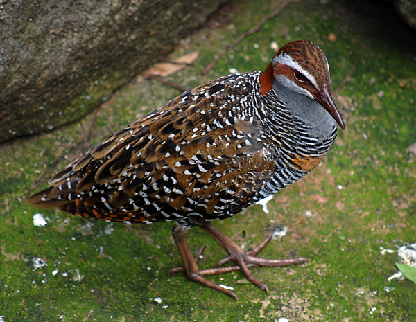 Australian Bird Quiz, Question 1 - Can you identify this bird?