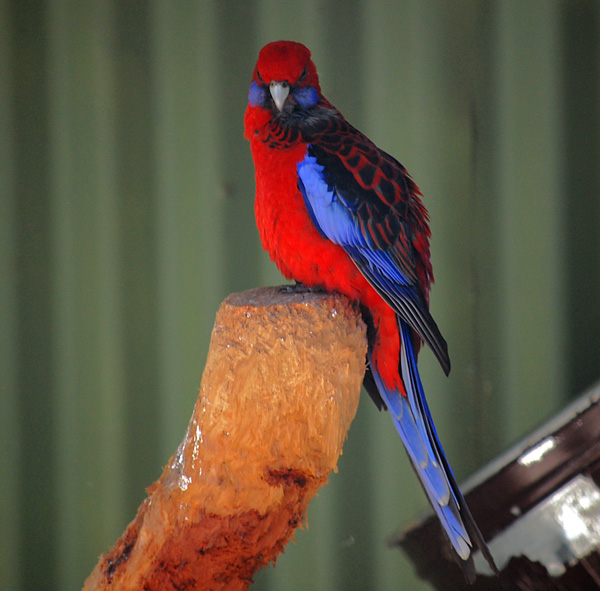 Crimson Rosella - Platycercus elegans Crimson Rosella - Platycercus elegans