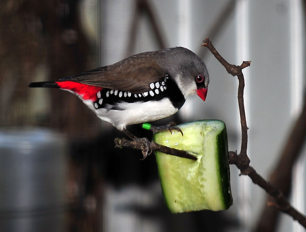 Australian Bird Quiz, Question 4 - Can you identify this bird?