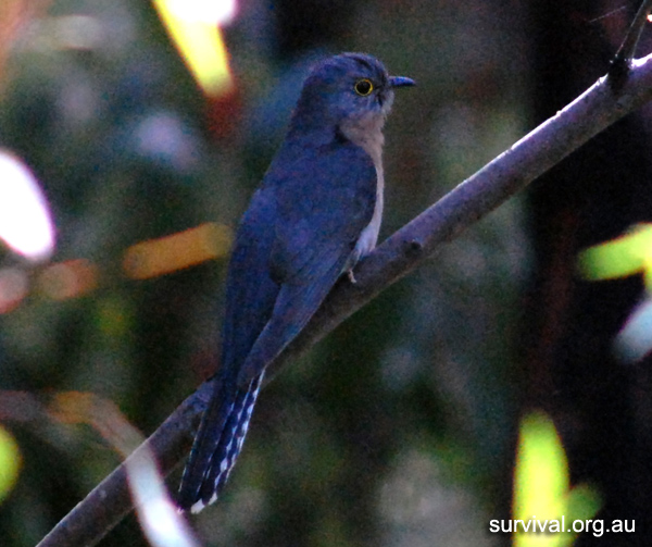 Australian Bird Quiz, Question 8 - Can you identify this bird?