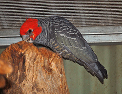 Bird Identification of Australian Birds - Sydney and Blue Mountains Bird Species - Gang-gang Cockatoo - Callocephalon fimbriatum