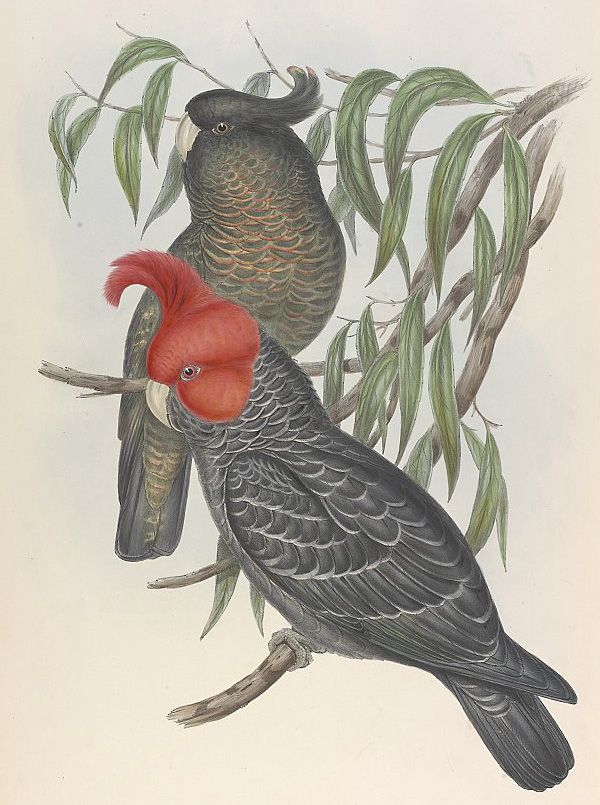 Gang-gang Cockatoo - Callocephalon fimbriatum Gang-gang Cockatoo - Callocephalon fimbriatum