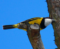 Bird Identification of Australian Birds - Sydney and Blue Mountains Bird Species - Golden Whistler - Pachycephala pectoralis