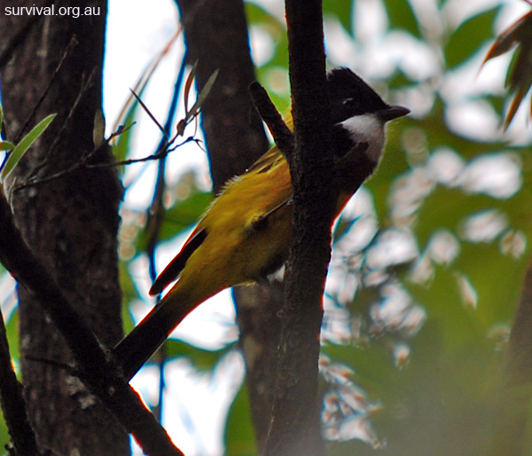 Golden Whistler - Pachycephala pectoralis Golden Whistler - Pachycephala pectoralis