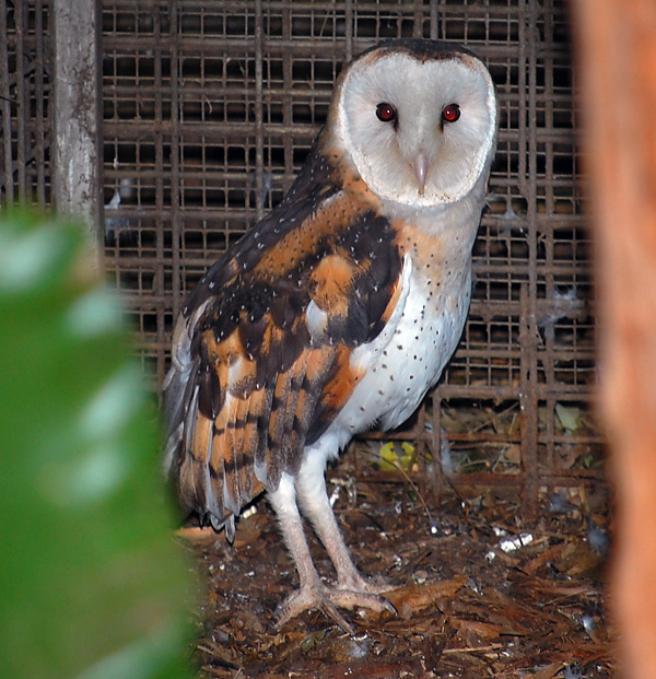 Australian Bird Quiz, Question 8 - Can you identify this bird?