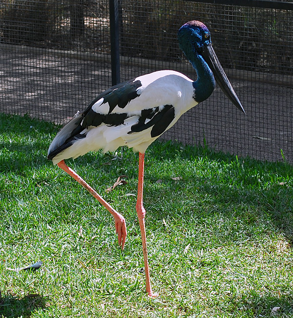 Black Necked Stork - Jabiru - Ephippiorhynchus asiaticus Black Necked Stork - Jabiru - Ephippiorhynchus asiaticus