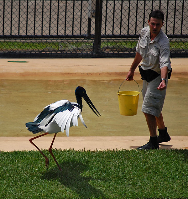 Black Necked Stork - Jabiru - Ephippiorhynchus asiaticus Black Necked Stork - Jabiru - Ephippiorhynchus asiaticus