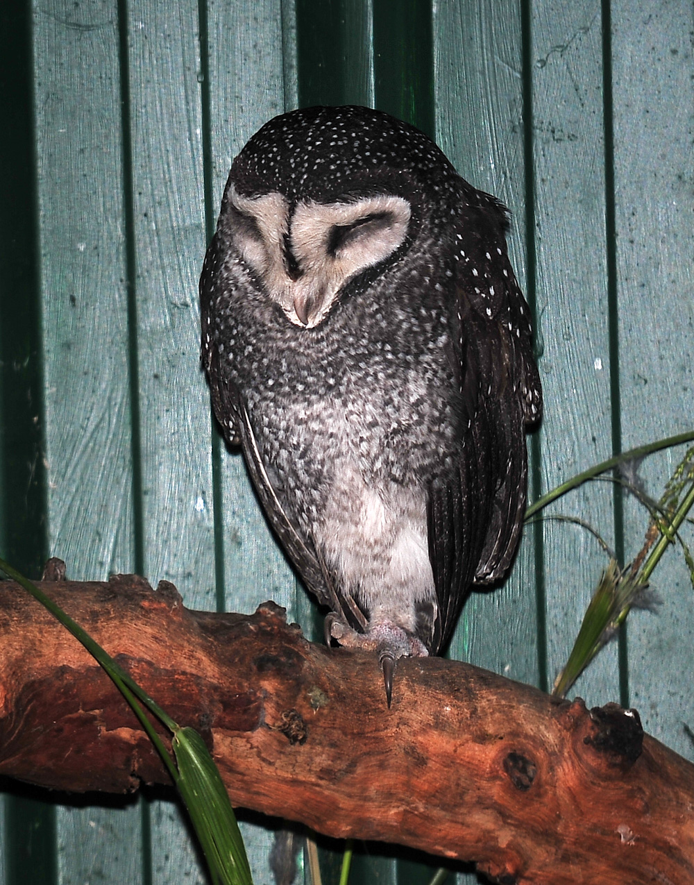 Australian Bird Quiz, Question 10 - Can you identify this bird?
