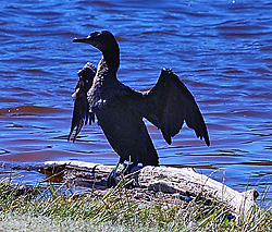 Bird Identification of Australian Birds - Sydney and Blue Mountains Bird Species - Little Black Cormorant - Phalacrocorax carbo