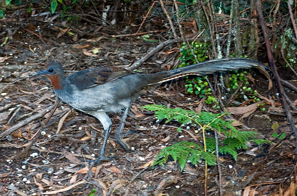 Superb Lyrebird - Menura alberti Superb Lyrebird - Menura alberti