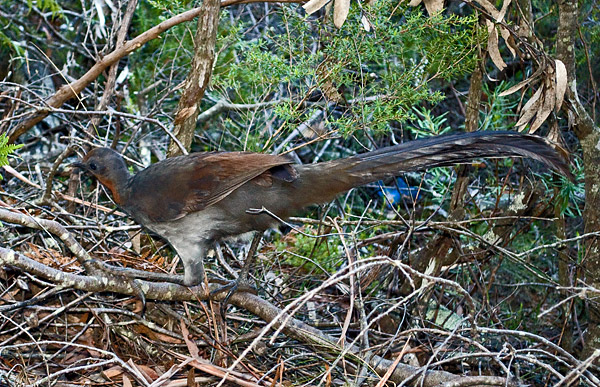 Superb Lyrebird - Menura alberti Superb Lyrebird - Menura alberti