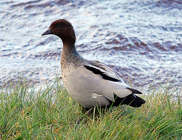 Australian Wood Duck - Maned Duck - Chenonetta jubata Australian Wood Duck - Maned Duck - Chenonetta jubata