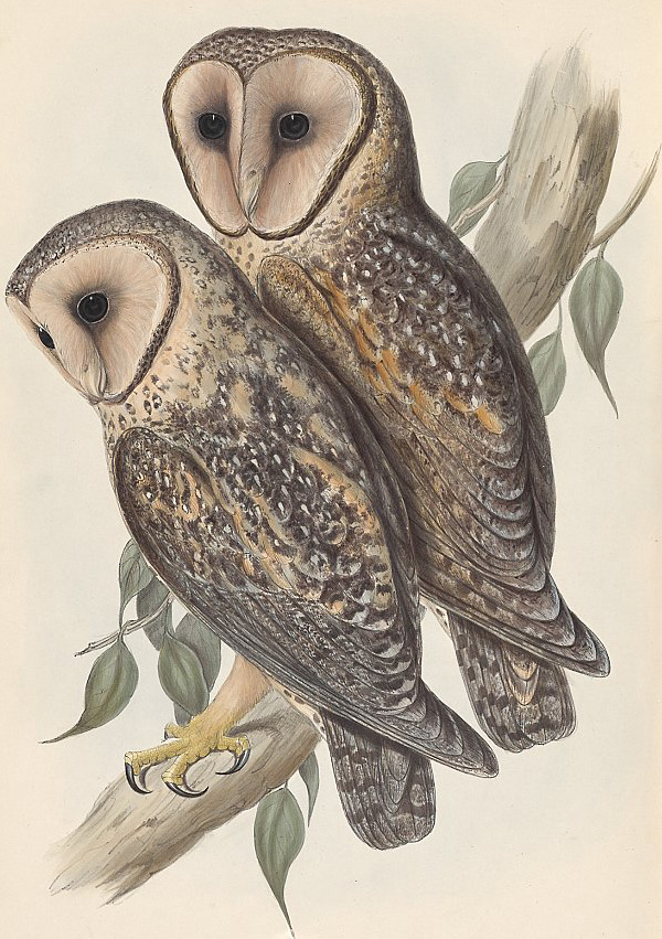 Masked Owl - Tyto novaehollandiae Masked Owl - Tyto novaehollandiae
