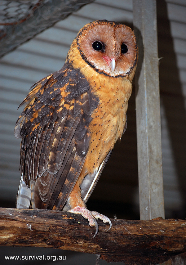 Masked Owl - Tyto novaehollandiae Masked Owl - Tyto novaehollandiae