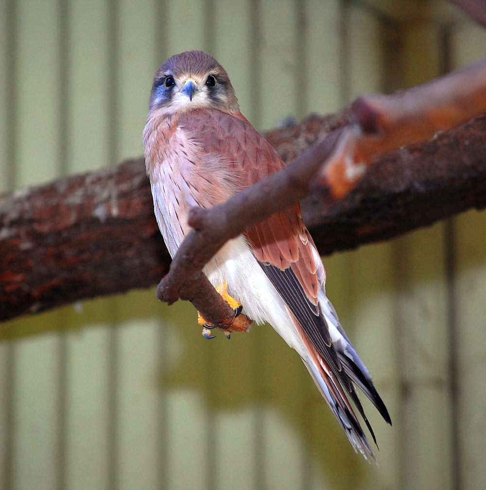 Australian Bird Quiz, Question 3 - Can you identify this bird?