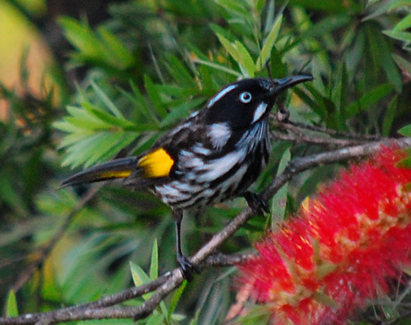 New Holland Honeyeater - Phylidonyris novaehollandiae New Holland Honeyeater - Phylidonyris novaehollandiae