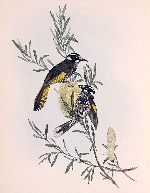 New Holland Honeyeater - Phylidonyris novaehollandiae New Holland Honeyeater - Phylidonyris novaehollandiae