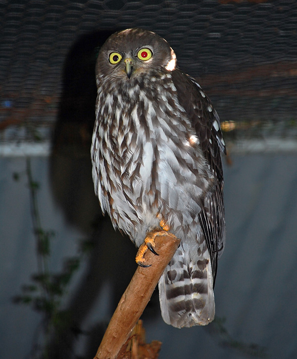 Australian Bird Quiz, Question 7 - Can you identify this bird?