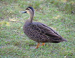 Bird Identification of Australian Birds - Sydney and Blue Mountains Bird Species - Pacific Black Duck - Anas superciliosa
